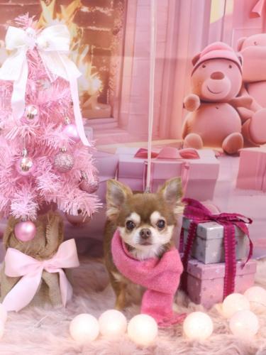 20241219さくらちゃん